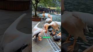 Pelicans who like to swallow their colleagus heartwarmingpets animallover animals funny [upl. by Sul]