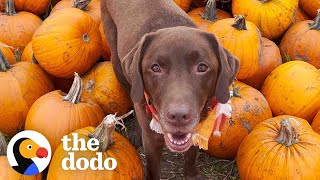 Pig Sneaks Out To Steal His Neighbors Pumpkins  The Dodo [upl. by Eleumas]