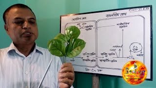 Photosynthesis C4 Pathway Hatch and Slack Pathway of CO2 Fixation Dr J A M Azizul Haque [upl. by Araeit]