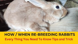 Rabbit Farming Rebreeding rabbits after kindling  When to rebreed rabbits  Rebreeding the Doe [upl. by Amesari]