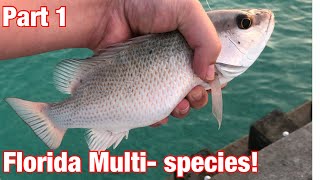 Fishing Off The Beach amp Jetties In Anna Maria Island Florida MultiSpecies Action [upl. by Narton62]