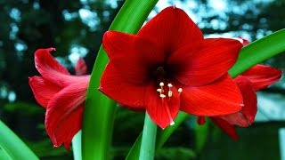 Most Beautiful Amaryllis Flower Ever You Seen [upl. by Thetisa859]