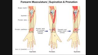 Movements amp Muscles of Radioulnar Joint [upl. by Mahan]