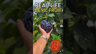 Buggy’s Devil Fruit IN REAL LIFE [upl. by Enyamert]