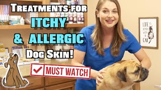 Treat Itchy and Allergic Dog Skin  MUST WATCH [upl. by Allez]