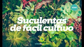 SUCULENTAS de FÁCIL CULTIVO para ter em CASA  Várias espécies [upl. by Renaxela746]