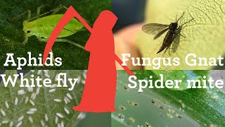 How to kill aphids whitefly spider mite mealy bugs on your system [upl. by Premer]