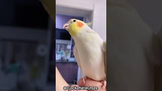 Cockatiel Sings Joyfully [upl. by Doralyn797]