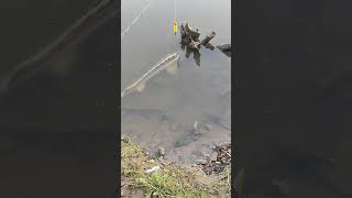 fishing carpa viralvideo carp foryou fish peixes peixe pesca pescaria big fish fy fyp [upl. by Pavlov]