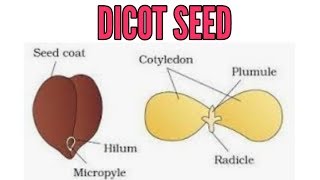 Structure of DICOT seed in detail [upl. by Pantin84]