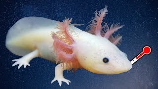 AXOLOTL HEALTH ISSUES amp TREATMENTS  What to Do If Your Axolotl Is Sick [upl. by Farica]