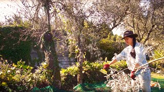 25 Harvesting our land olives for the first time [upl. by Sumahs]