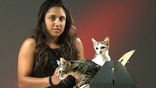 People Who Hate Cats Meet Kittens [upl. by Tallie]