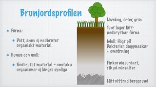 Från berggrund till förna Skogen som ekosystem [upl. by Farrah]