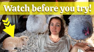 Can you keep rabbits with chickens 6 Important considerations [upl. by Elberfeld]