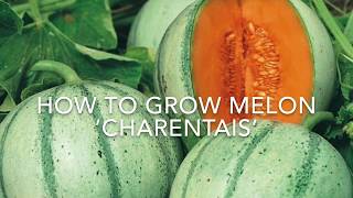 How to Grow Melon ‘Charentais’ Growing Melons Vegetable Gardening [upl. by Airemat741]