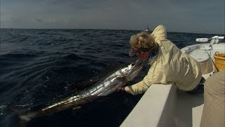 Atlantic Sailfish Fishing on Light Tackle with Capt Norm Isaacs [upl. by Nap450]