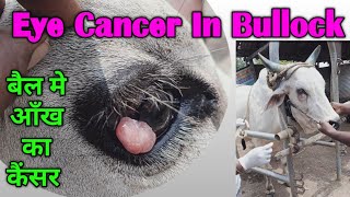 बैल मे आँख का कैंसर और उसका ईलाज  Eye Cancer In A Bullock amp its Treatment  Squamous Cell Carcinoma [upl. by Asek]