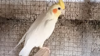 cockatiel cockatielbird [upl. by Alves]