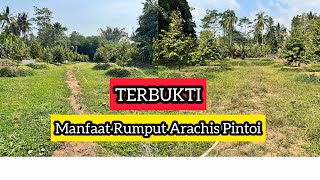 Inilah Manfaat Rumput Arachis Pintoi Dimusim Kemarau Untuk Kebun Durian Kita [upl. by Yim]