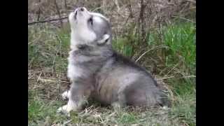 Husky Puppies Howling [upl. by Akiem860]