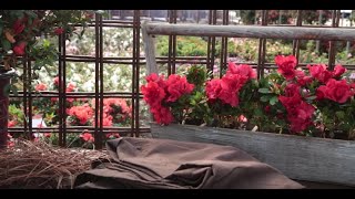 How to Care For Encore Azaleas in Winter [upl. by Manson]