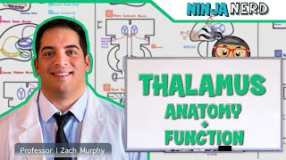 Neurology  Thalamus Anatomy amp Function [upl. by Annat]