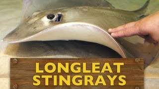 Stingray Bay at Longleat  Brand new attraction guide [upl. by Turk]