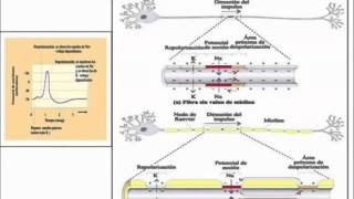 Potencial de accion y osciloscopio [upl. by Arabele950]