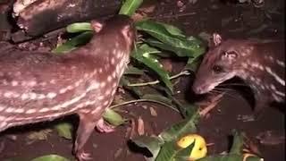 este hermoso animalito su nombre es majas en la selva peruana nombre científico es cuniculus paca [upl. by Eniac155]