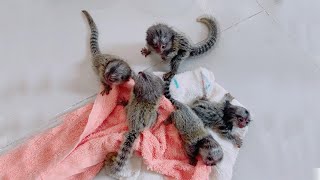 Very adorable marmoset monkey  Finger marmoset Monkey [upl. by Ayotaj]