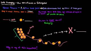 DNA Packaging [upl. by Nivlag630]