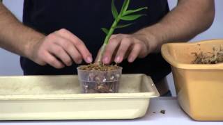 How to Stimulate New Root Growth on Orchids [upl. by Andrien]