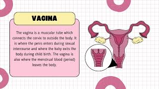 Female Reproductive System Anatomy Function and Hormonal Regulation [upl. by Irrej461]