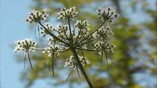 Apiaceae  Doldenblüter [upl. by Margette294]