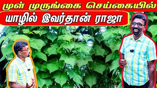 முள்முருங்கை தோட்டம் மூலம் இவ்வளவு இலபமா  Erythrina Veriegata farming jaffna [upl. by Euqcaj962]