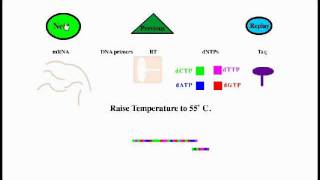 Reverse Transcriptase PCR [upl. by Bogart615]