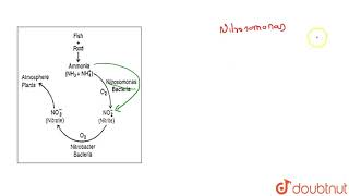 Nitrosomonas changes  12  KINGDOM MONERA THE PROKARYOTES  BIOLOGY  DINESH PUBLICATION  Do [upl. by Rica]