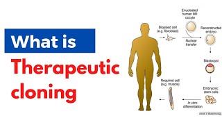 What is therapeutic cloning [upl. by Costa]