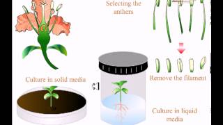 Various types of tissue culture [upl. by Neemsay]