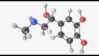 Epinephrine Adrenaline  Blood Pressure Gastrointestinal Relaxation Heart Lung Brain Asthma [upl. by Leta]