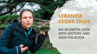 Lebanese Cedar Trees An InDepth Look into History and Identification Stanmer Park [upl. by Ajnin]