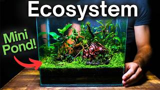 Creating an Ecosystem With a Mini Pond Inside [upl. by Guido]