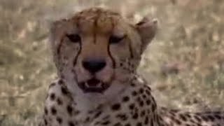 Cheetahs and Snakes Hunt in the African Wild  BBC Studios [upl. by Roshelle285]