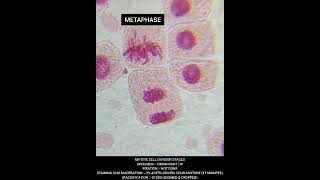 TAHAP SELAMA PROFASE MITOSIS [upl. by Gall]