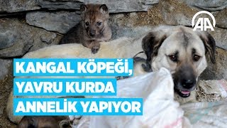 Kangal köpeği yavru kurda annelik yapıyor [upl. by Erhard]