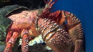 Giant Hermit Crab  Petrochirus diogenes [upl. by Tull823]