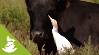 The cattle egrets an intelligent relief for the bulls [upl. by Amor]