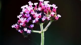 How to Save Verbena Bonariensis Seeds [upl. by Colley]