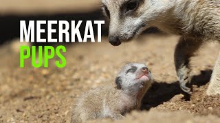 Meerkat Mob Expands At Dubbo Zoo [upl. by Raines131]